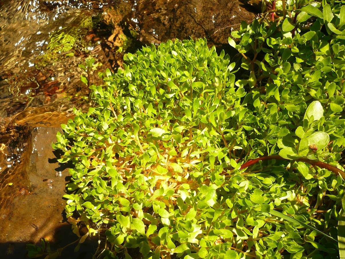 Montia fontana (Montiaceae)